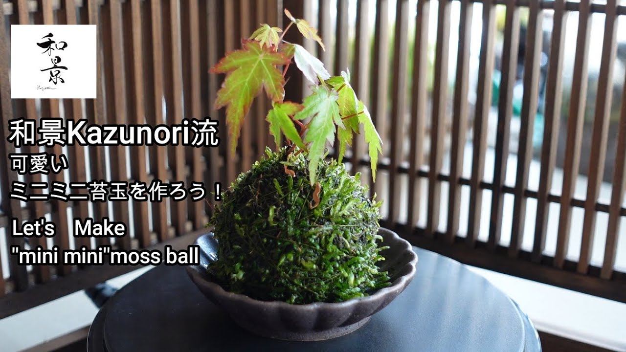 直径4cm！可愛いミニミニ苔玉の作り方！