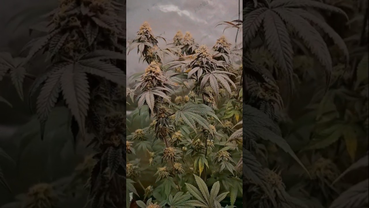 Gary Payton by  Cookies & Powerzzzup Genetics - 7th flowering week #grow #cali #weed #GaryPayton