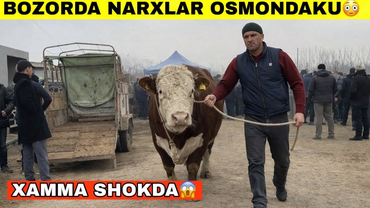 BUGUN BOZOR YONDI🔥NARXLAR NIMA BO’LYAPTI TERGACHI SOTILGANLARI#2026 #molbozor 