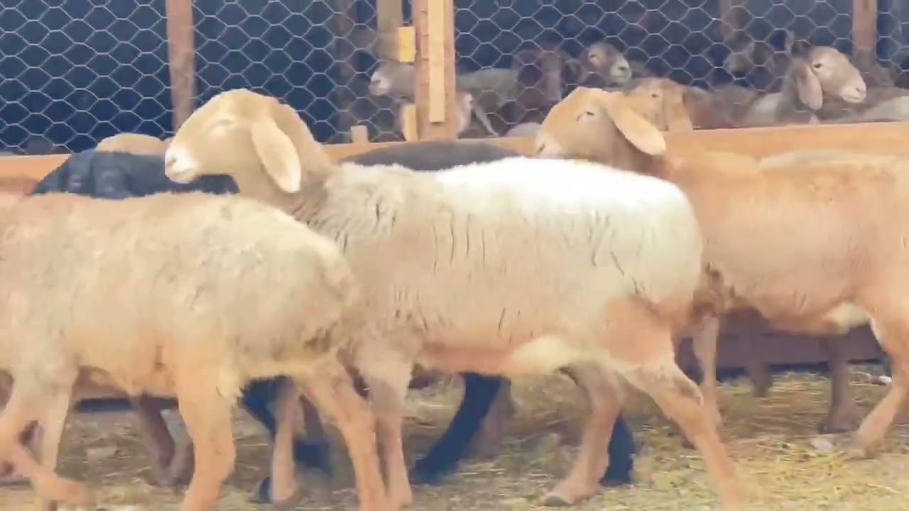 Линиясы кучтуу зор зор ургачы козулар сатылат 0777959547
