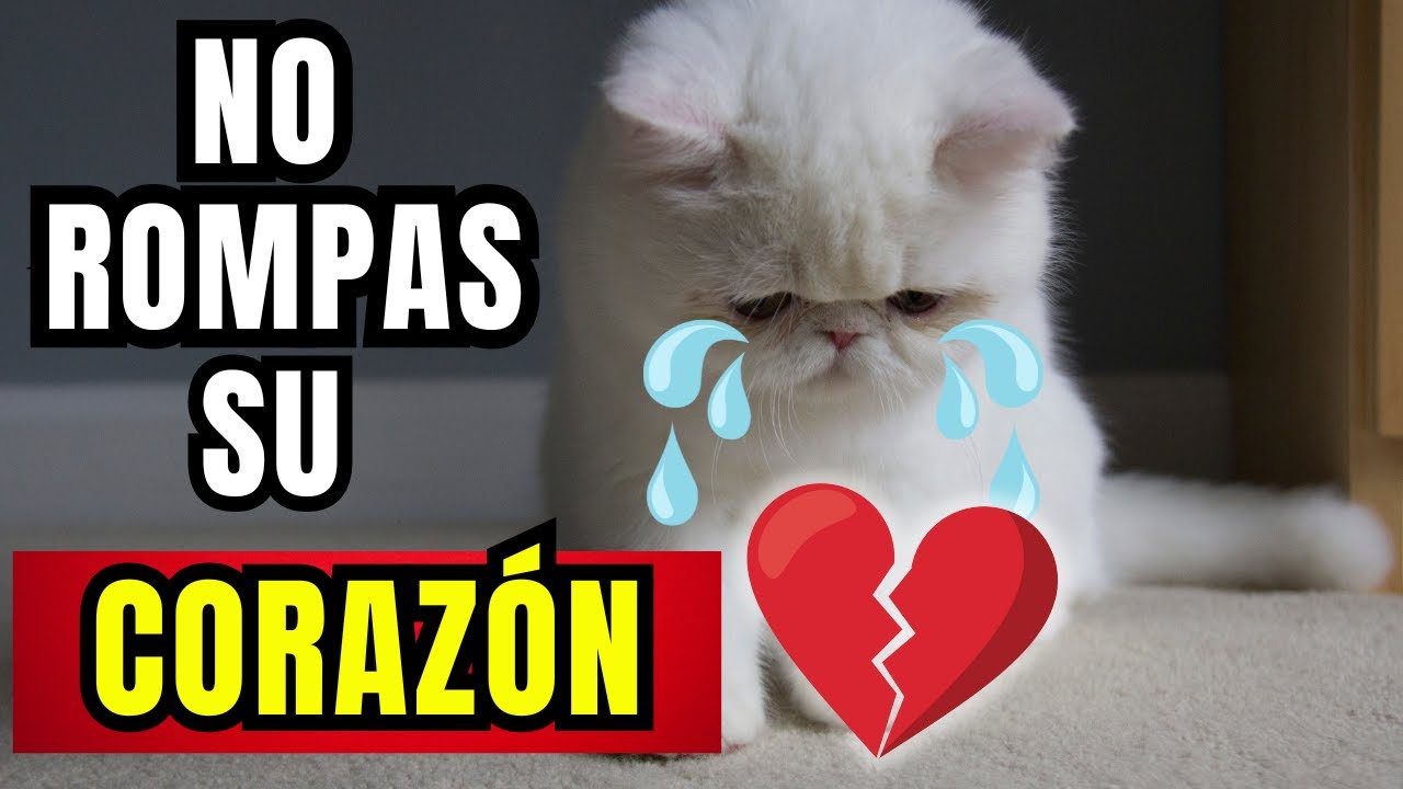 ¡Deja de Hacer Esto! 10 Errores que Rompen el Corazón de tu GATO 🐾