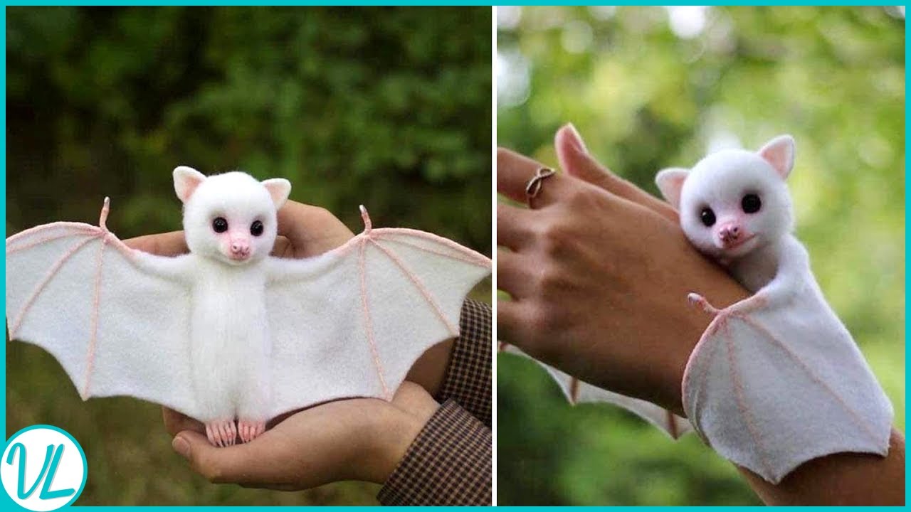 Cutest Bat In The World | HONDURAN WHITE BAT