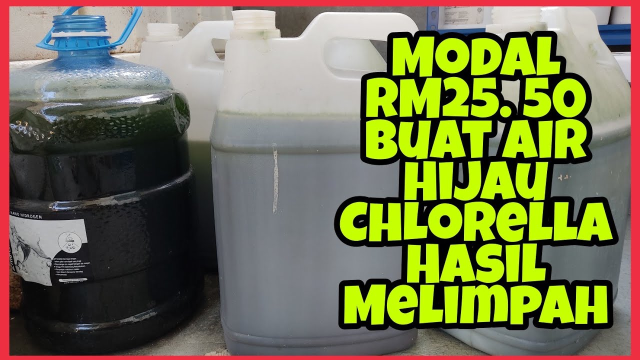 Cara Buat Air Hijau Chlorella Untuk Makanan Kutu Air Yang Mudah dan Murah