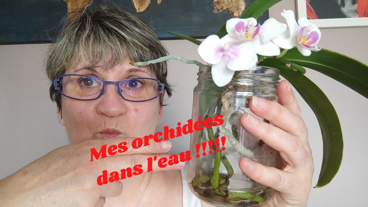 CULTIVER LES ORCHIDÉES DANS L'EAU 🌺🌸💐🌼☀️