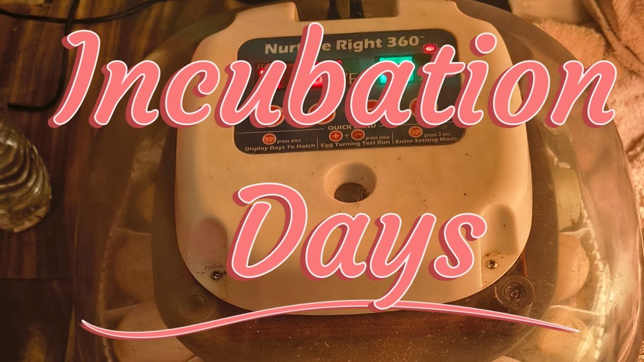 How to Set Up the Nurture Right 360 Incubator (Chicken & Duck Eggs Step-by-Step)