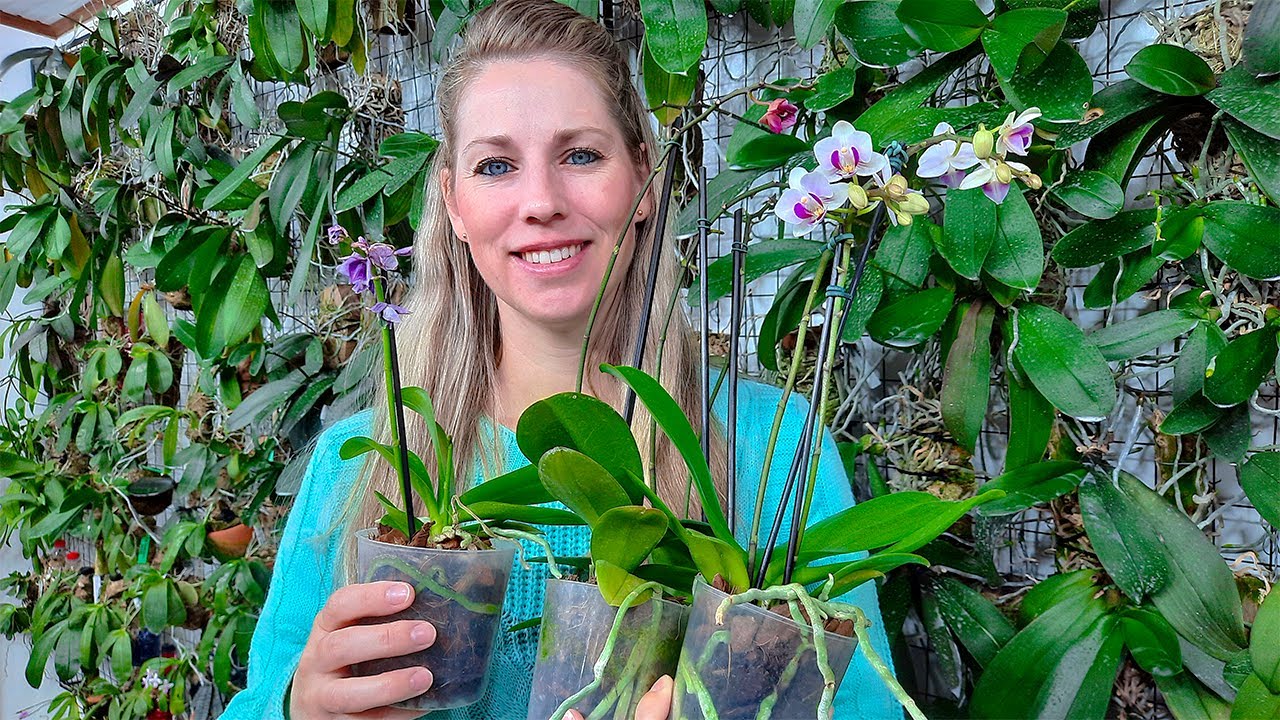 O que fazer quando você COMPRA ou GANHA uma ORQUÍDEA, quais os primeiros passos