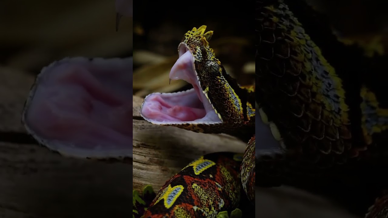 Beautiful Snakes #animals #babyanimals #animalfunny #relax #travel #dream