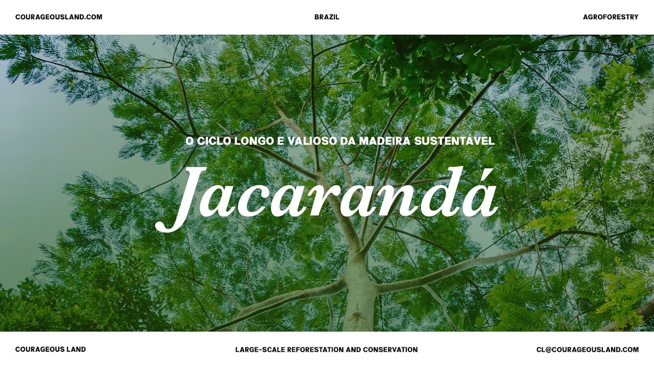 Jacarandá: O Ciclo Longo e Valioso da Madeira Sustentável | Courageous Land