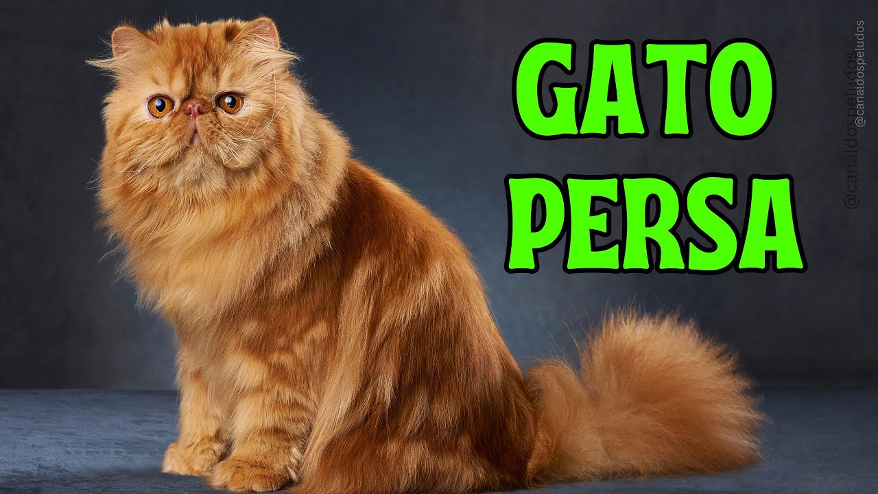Gato Persa 😻🐈💖#gatopersa