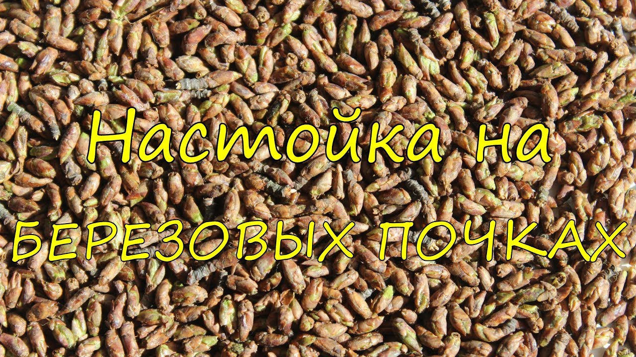 Настойка на березовых почках. Рецепт.