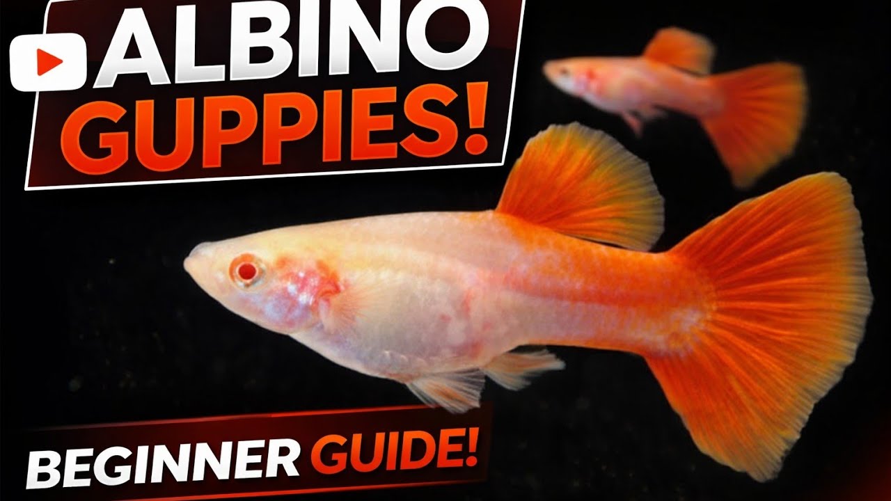 மீன்கள் (Albino Guppy Fish) all about its maintanence and it's baby care 