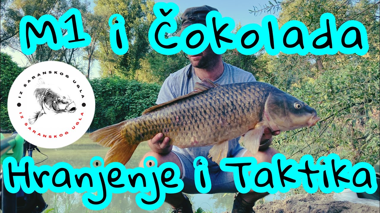 * Pecanje šarana na reci * Boila M1 i Čokolada * Jul - Avgust / Hranjenje / Taktika / Potezi