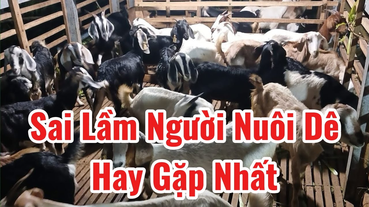Những Sai Lầm Hay Mắc Phải Trong Quá Trình Nuôi Dê Dù Là Người Mới Nuôi Hay Là Nuôi Lâu Năm