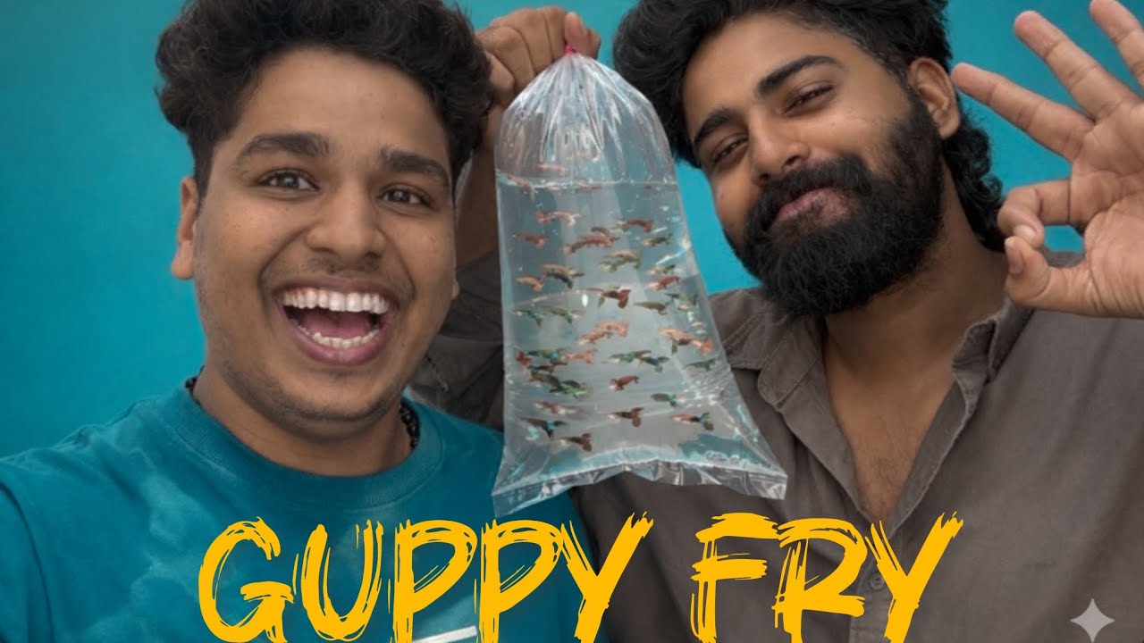 Guppy Fry // ഗപ്പി ഫ്രൈ 😋//