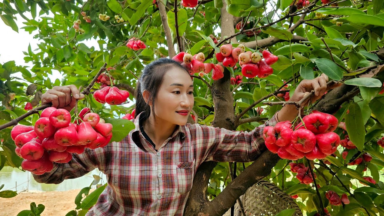 Harvesting Results Whip Goes to the market sell - Take care of the pet | Ly Thi Tam
