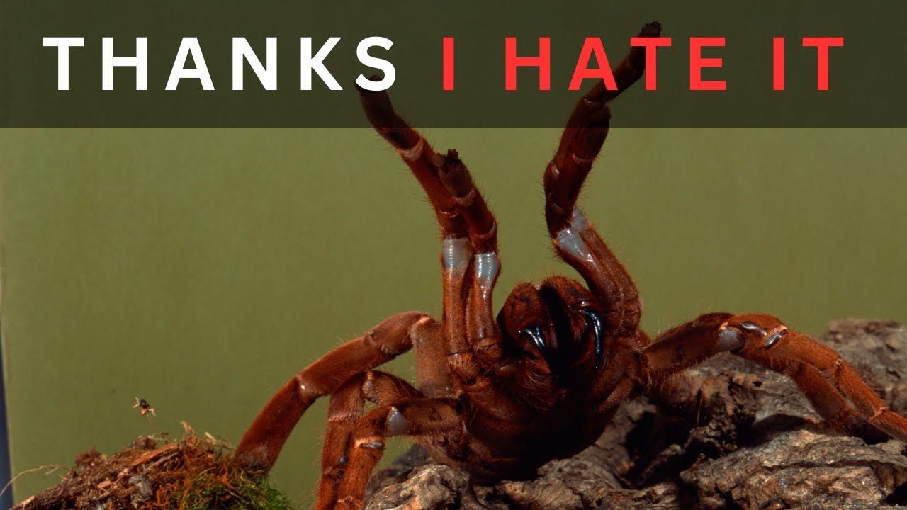Your Tarantulas And Sunlight