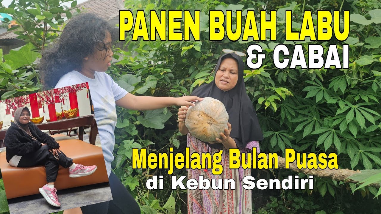 Panen Labu & Cabai Menjelang Bulan Puasa di Kebun Sendiri