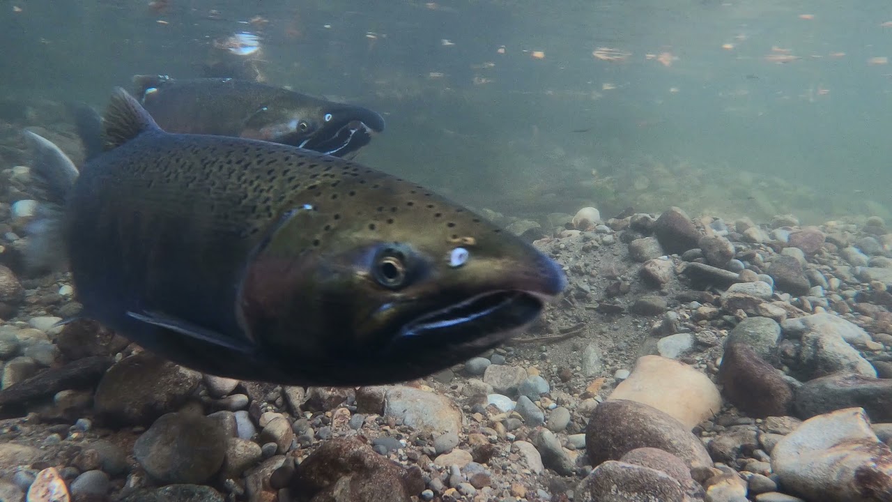 Wilmot Creek (October 2021)