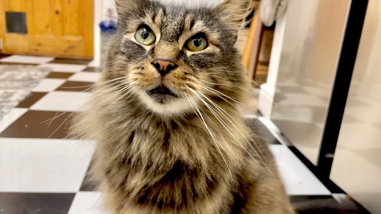 I need Eric’s healing purrs tonight!