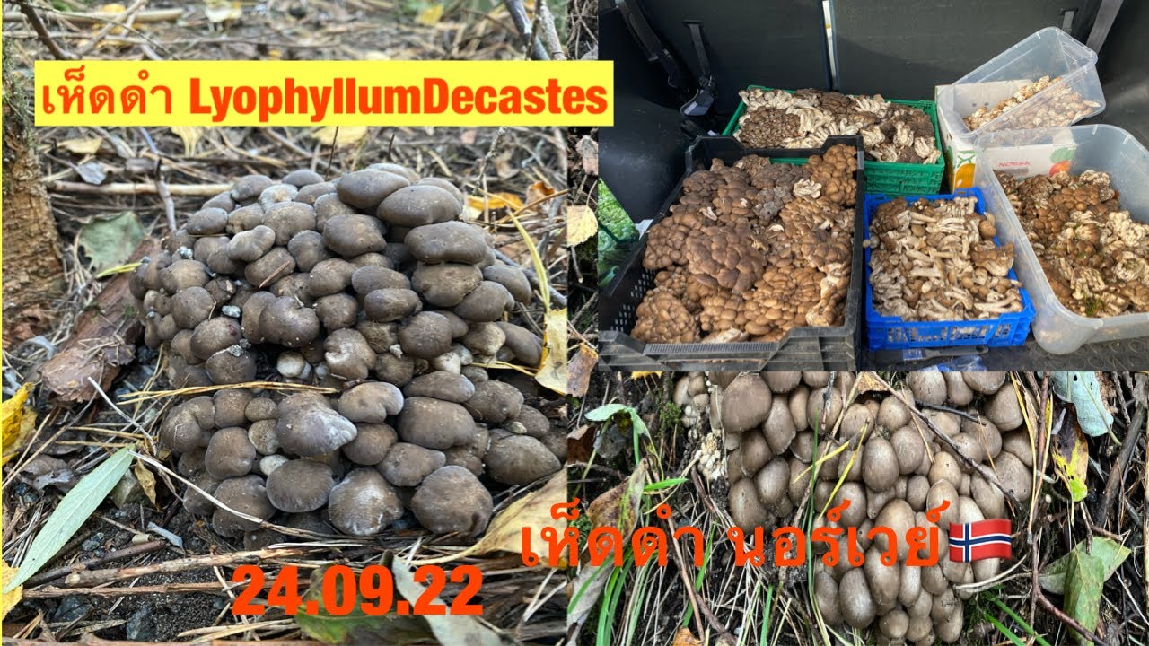 เห็ดดำ, LyophyllumDecastes, Gråknippesopp, เห็ดไก่ทอด,PoohDam คนรักเห็ดดำ 24.9.22