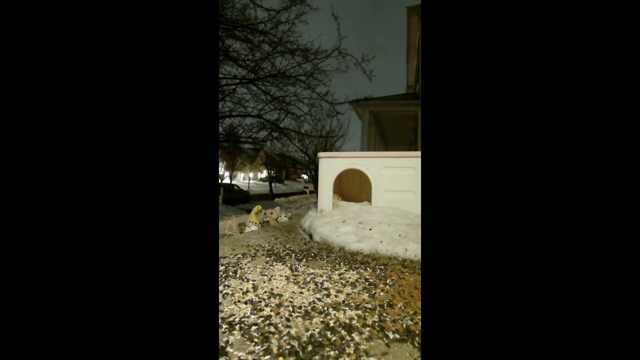 Live Bird Cam Friday! 📱