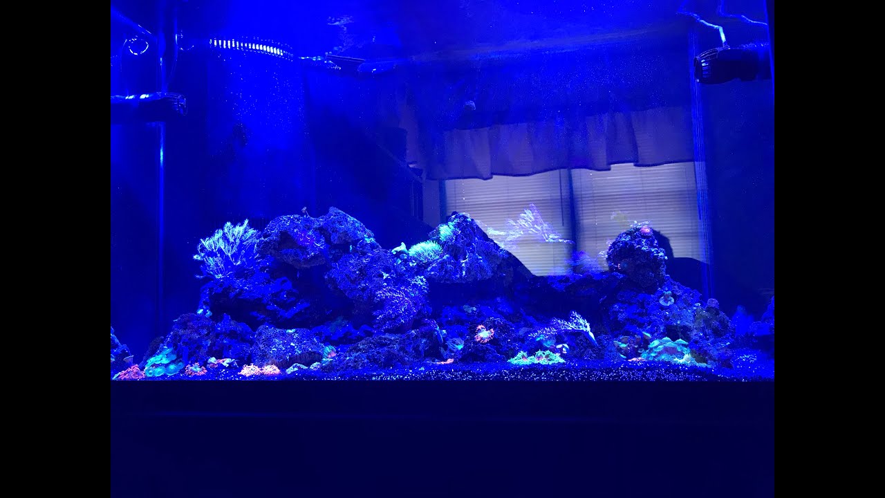 Cleaning My 65 Gallon Aquarium