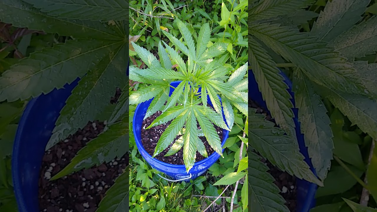 Pinetar Kush
