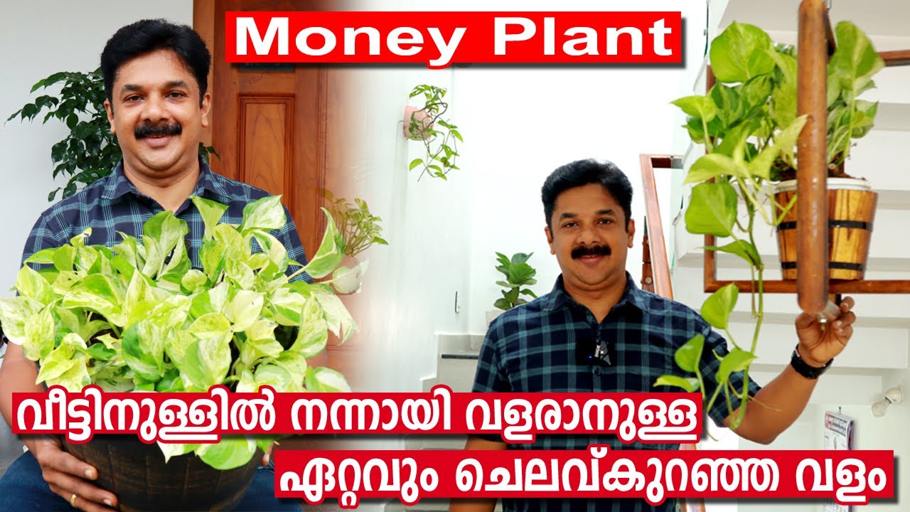 Trending Money plant Tips | വീടിനുള്ളിൽ  Money Plant അടിപൊളിയായി വളർത്താൻ ഈ ഒരു വളം മതി