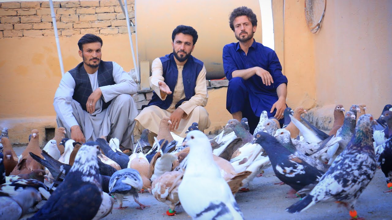 آماده کردن 100کفتر برای یک هدف|دانه های مخصوص فصل کوریز کفتر|Prepare a hundred Pigeons for a purpose