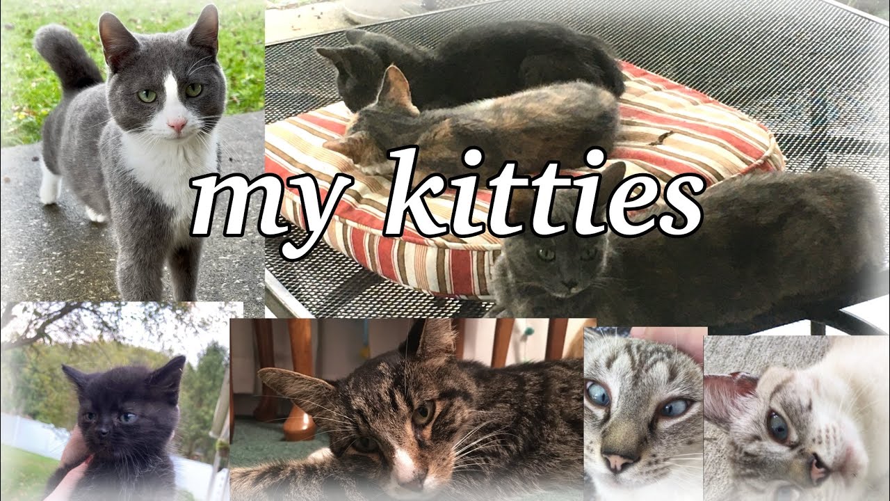 My Kitties: A Compilation of Sorts