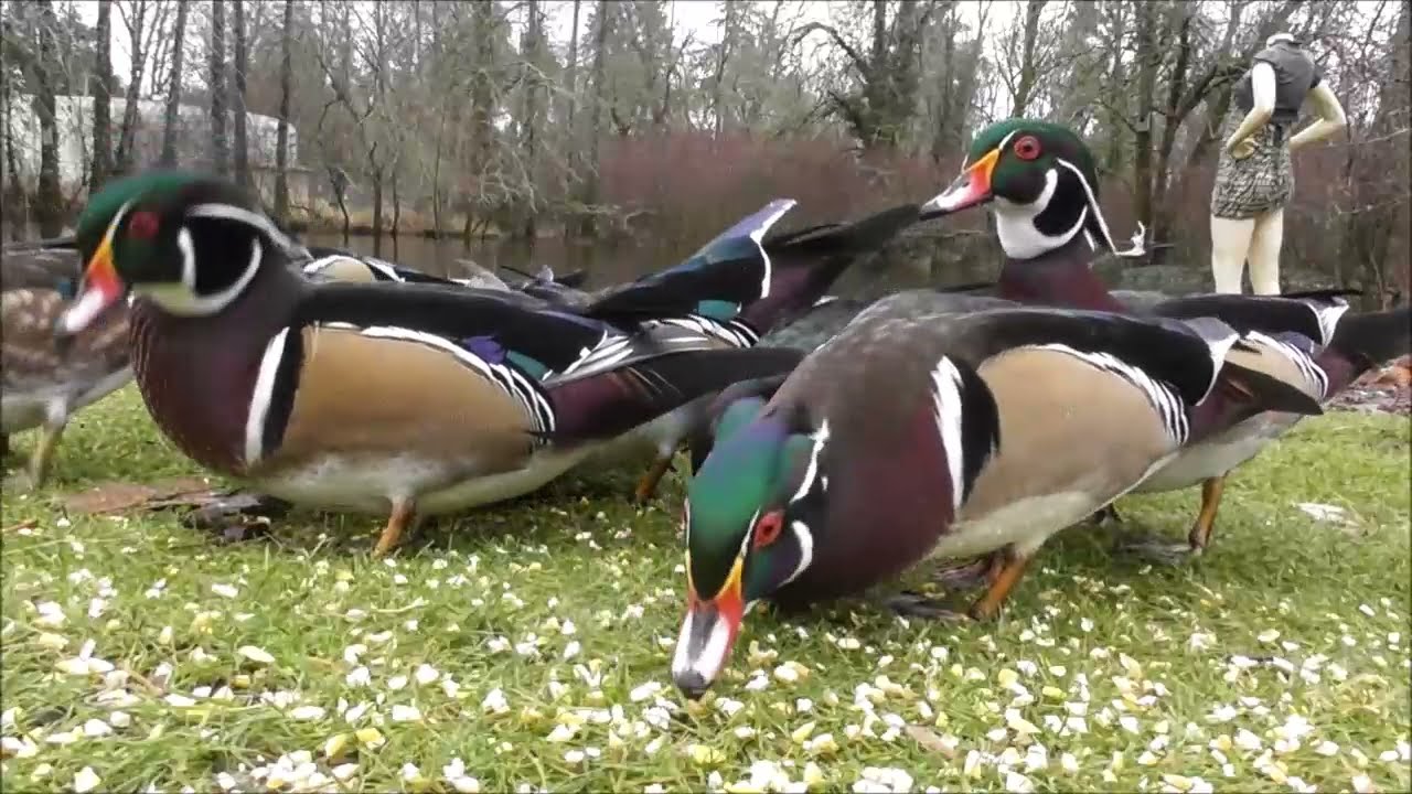 Wood Ducks Eating and Talking