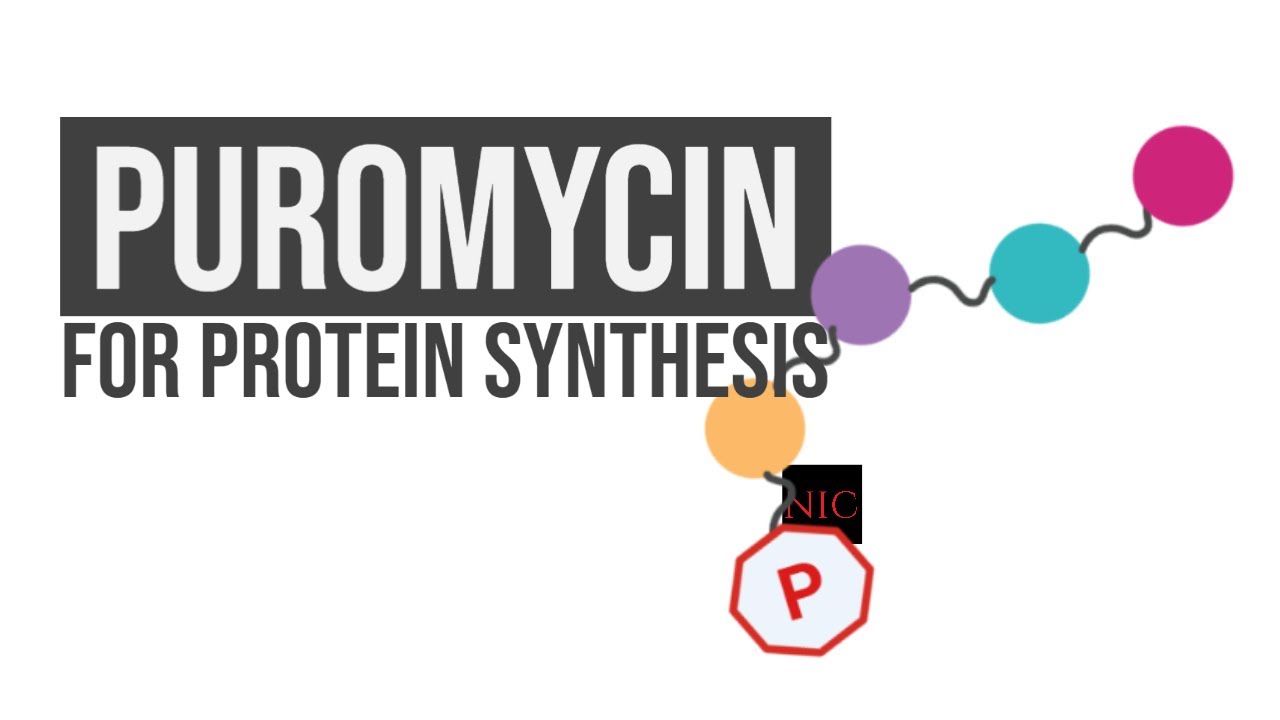Using Puromycin to Measure Protein Synthesis