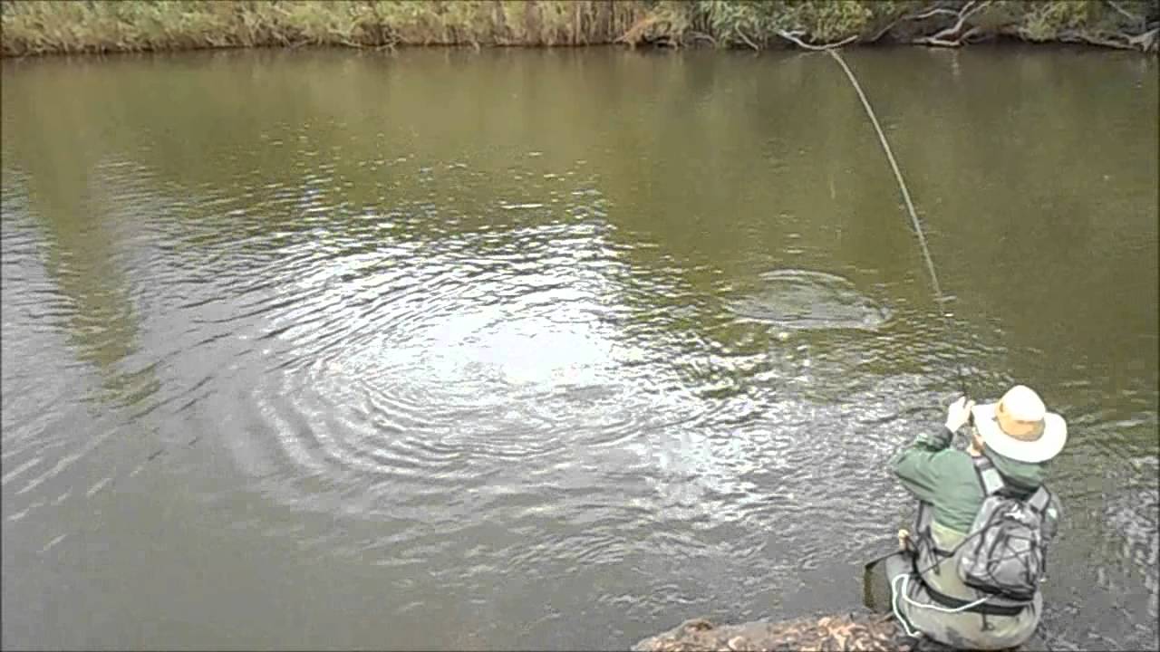 Brett . 2.3kg Small Mouth Yellow Fish- Vaal River- South Africa