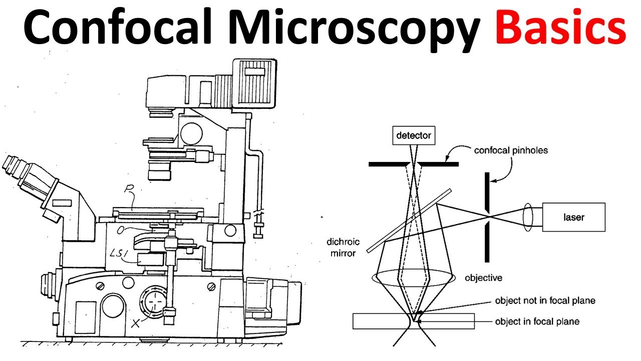 Confocal microscopy Basics