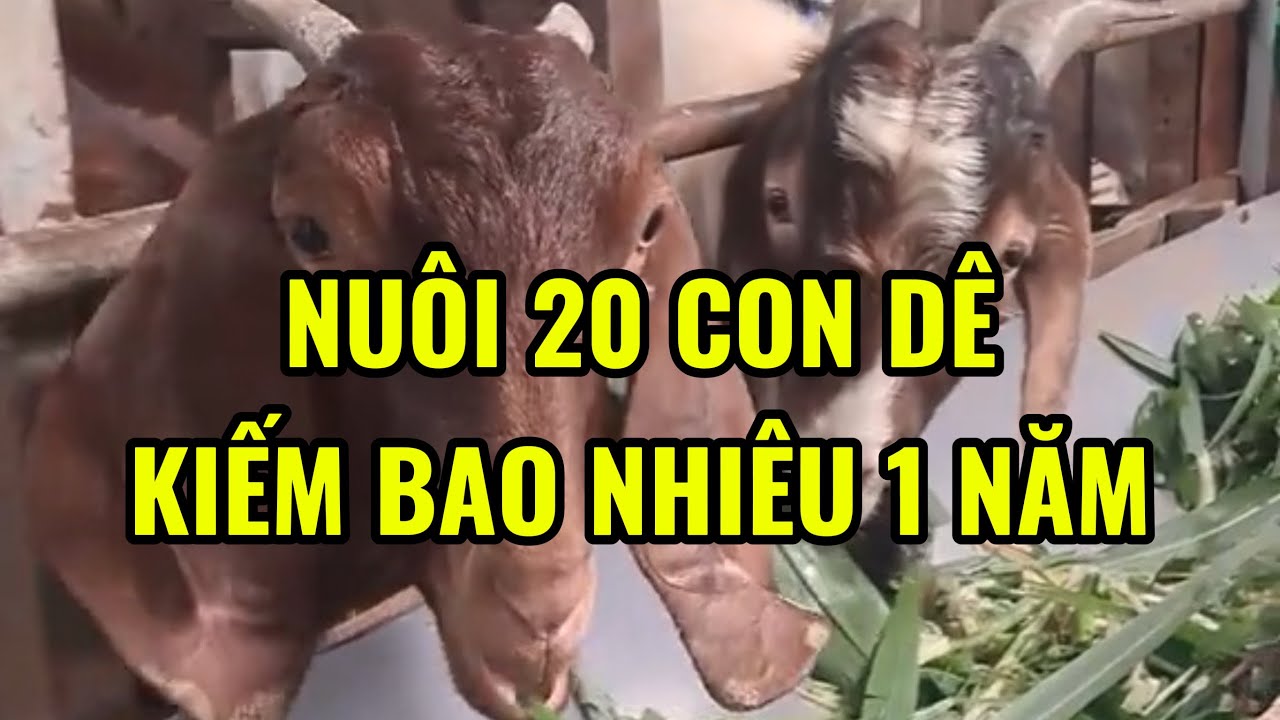 Chỉ Với 20 Con Dê: Mỗi Tháng Kiếm Được Bao Nhiêu?