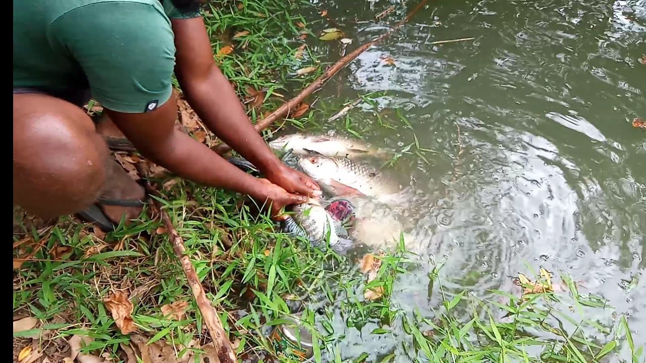 Amazing!!!!!! Fishing of srilanka 🇱🇰|Traditional Hook fishing 🎣|Hook fishing in kirindi oya riwar