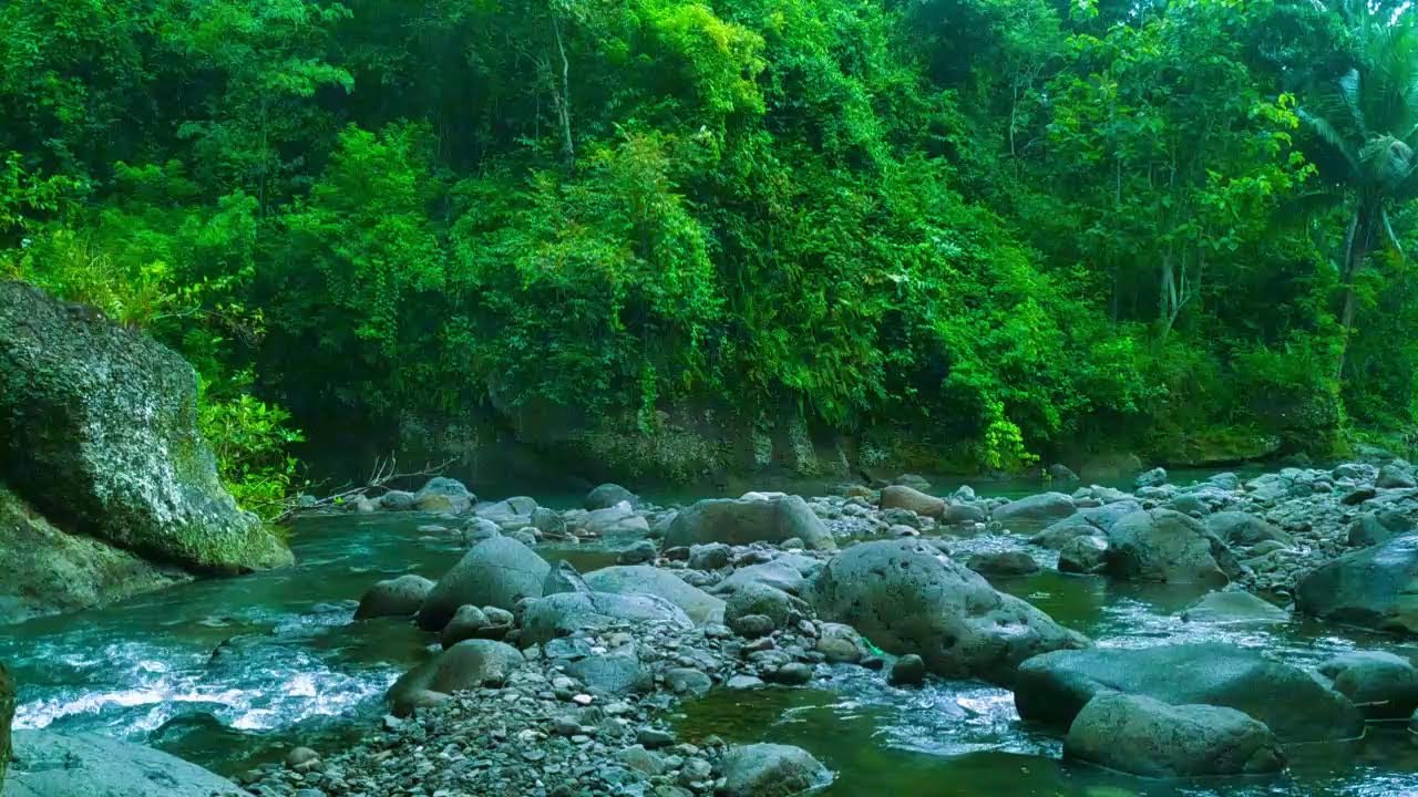 Calming Forest Ambience - Peaceful River Stream Ambience - Relaxing Birdsong Sounds