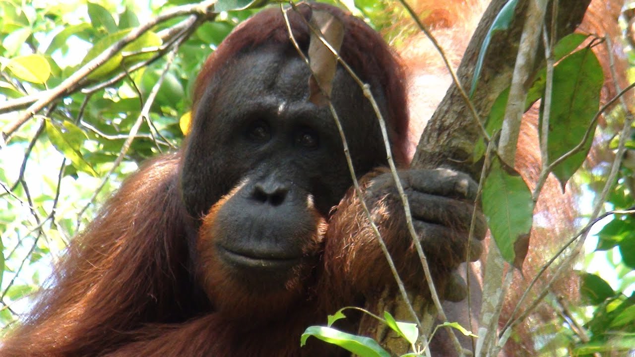 Unsere Reise nach Indonesien 2012