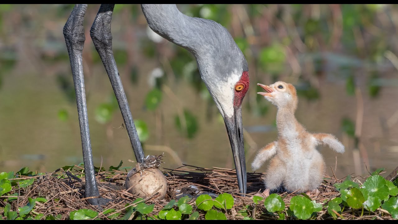 Miracle of Birth