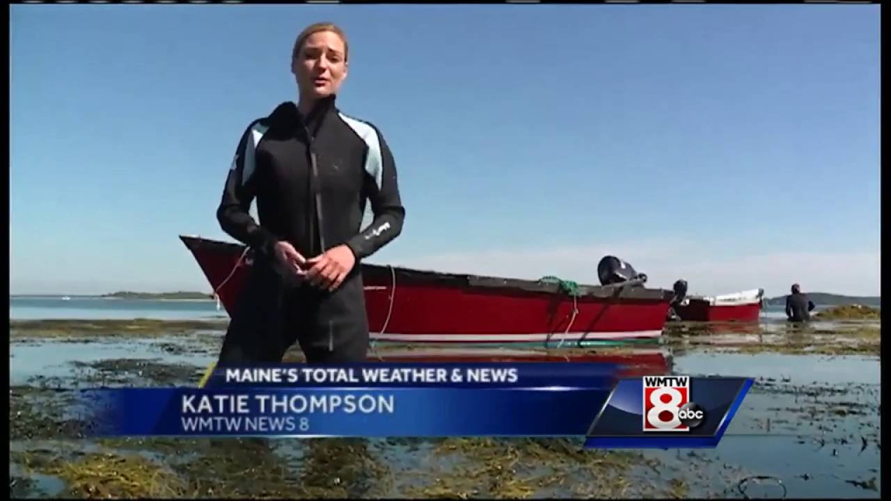 There's green gold in Maine's oceans