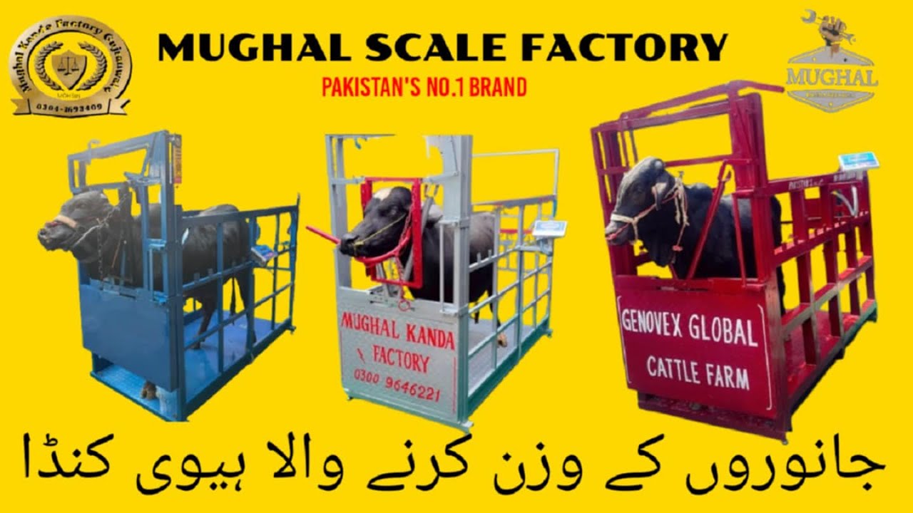 Livestock cattle scale | animal farm kanda | Janwaron ki vaccination Wala Kanda