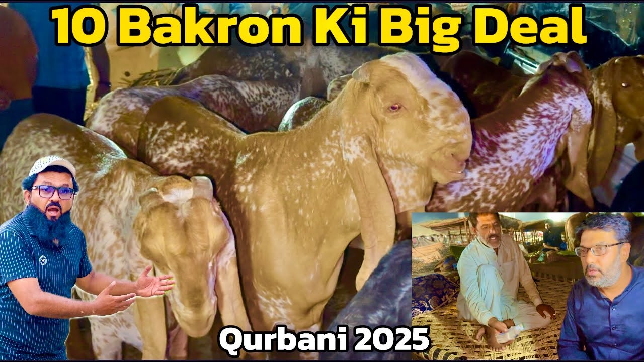 10 Bakron ki Big deal | soda Kitne Ka hona Chahiye | makhi cheene Bakre | qurbani 2025 | Lahore