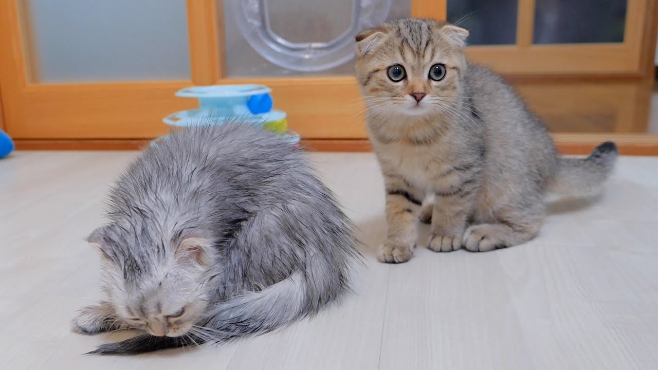 Милый котенок, который не отходит от нее, потому что беспокоится о своей мокрой сестре.