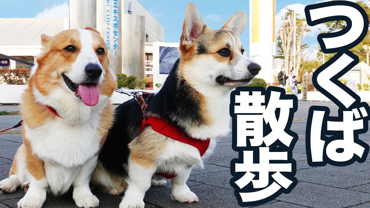 【犬のお散歩】つくばでお散歩❣️ご機嫌に歩いていたら思わぬハプニングが起きました💦【コーギー】