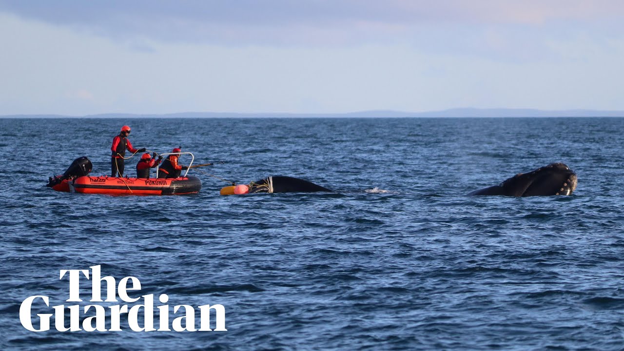 Trapped whale freed from fishing net off New Zealand coast