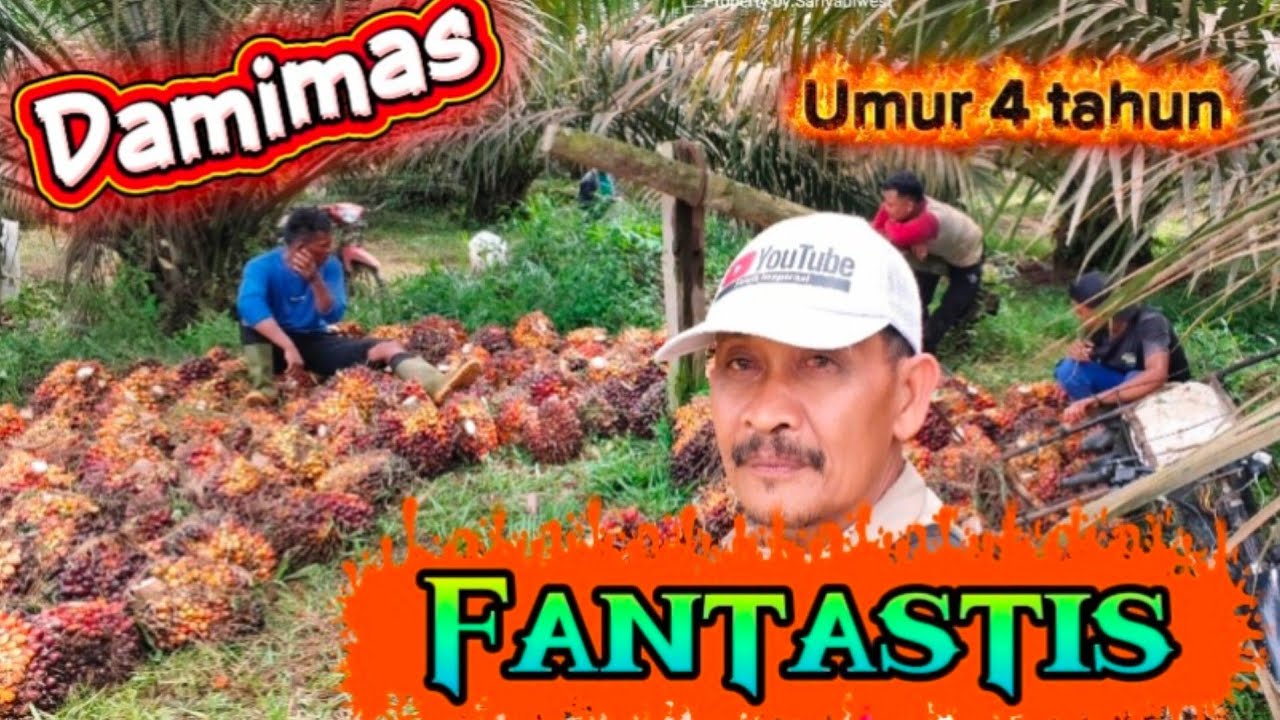 Sangat Fantastis ‼️Performa Varietas Damimas diumur 4 tahun