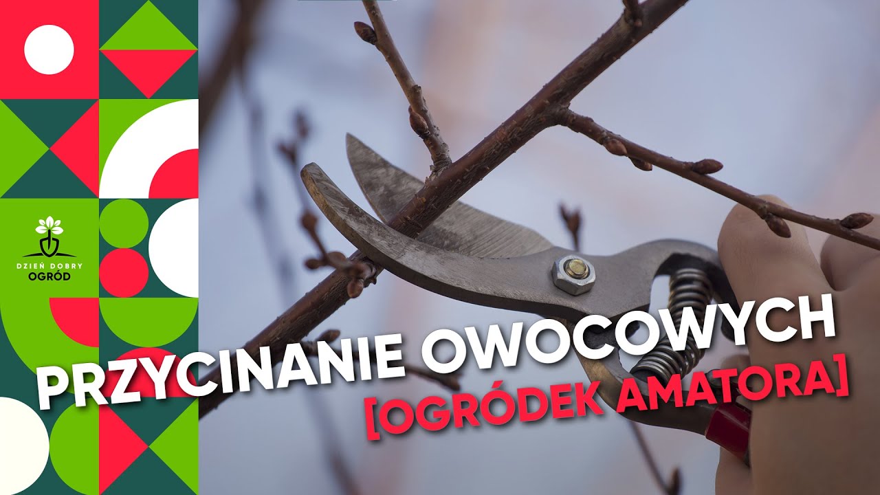 Przycinanie drzew owocowych - 3 przydatne wskaz&oacute;wki
