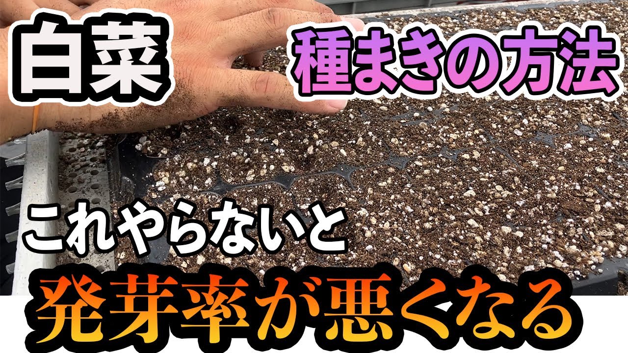 【白菜】種のまきかた。発芽率が1番良い植え方とは。