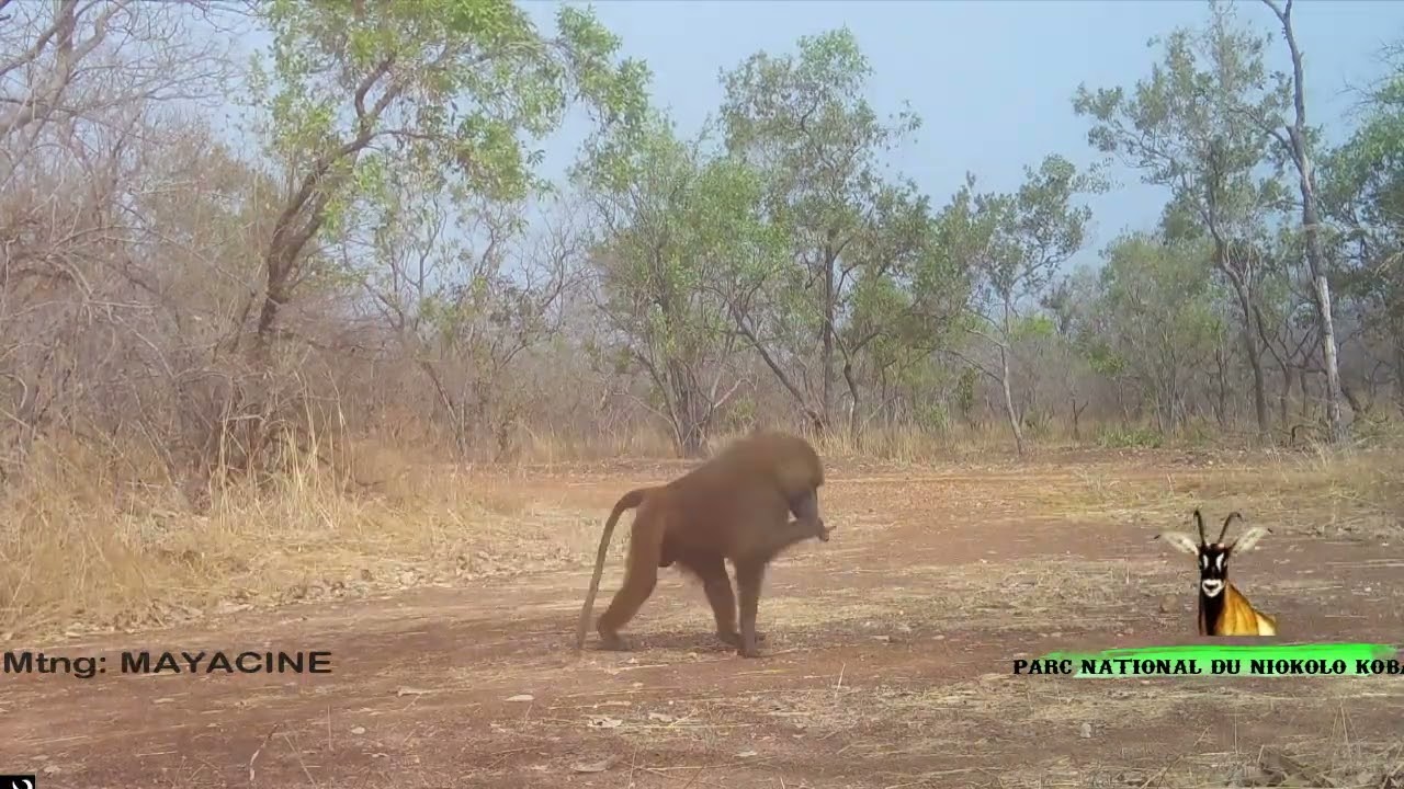 Le parc national du Niokolo Koba