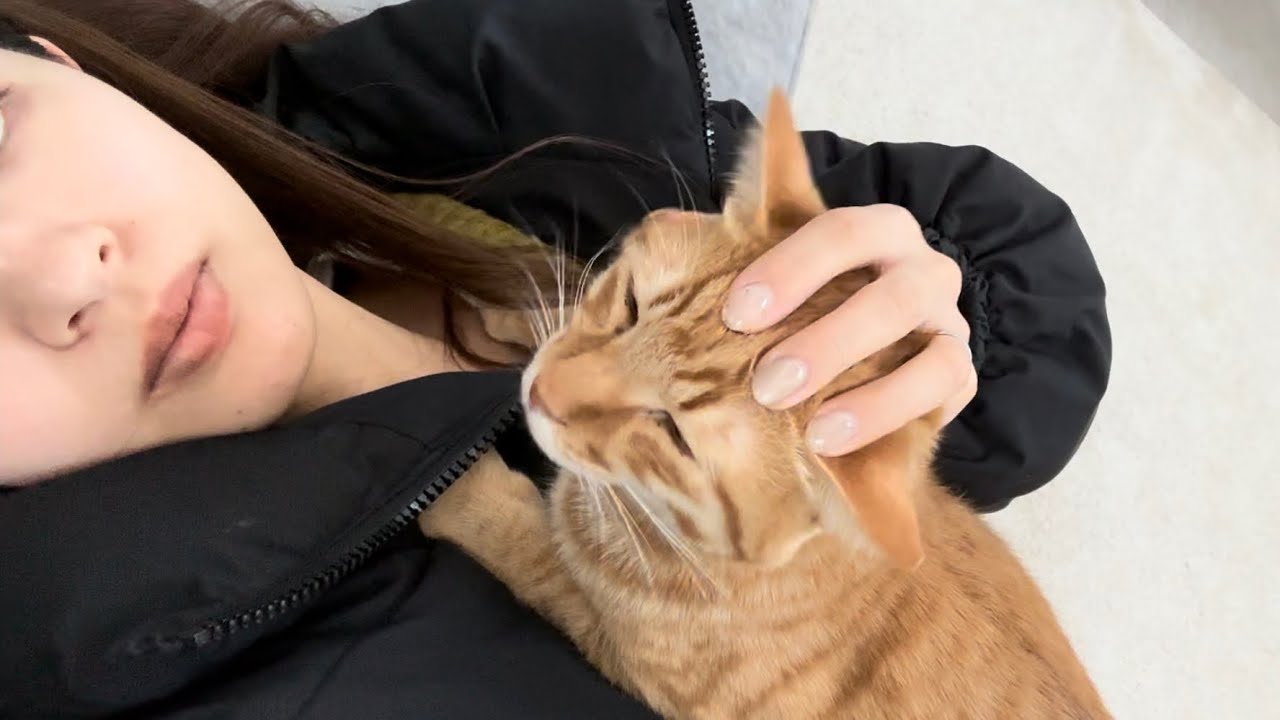 初めての譲渡会で一目惚れした超甘えん坊の猫を連れて帰ったらこうなりました【とらまる】